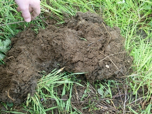Foto van losse onderzijde van grasplag.
