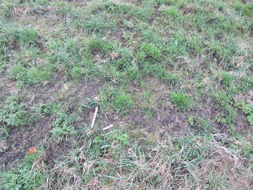 Foto van een grasmat met open zode.