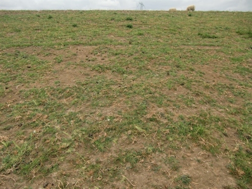 Foto van grasveld met fragmentarische zode.