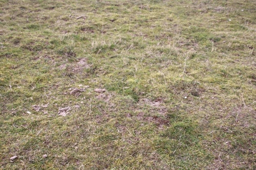 Foto van gras met fragmentarische zode.