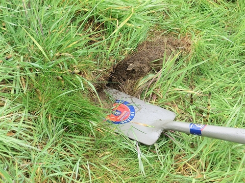Foto van een spade horizontaal in het gras gestoken.
