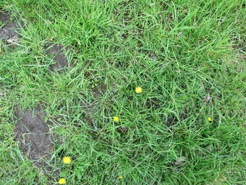 Foto van een grasmat met gesloten zode.