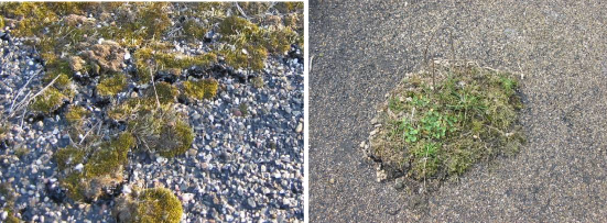 Twee foto's van lage planten op asfalt.