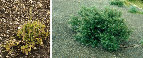 Twee foto's met grotere planten op asfalt.