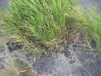 Foto van riet dat door asfalt heen groeit.
