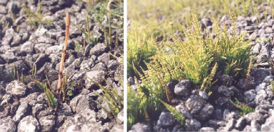 Twee foto's van plantjes tussen stenen.