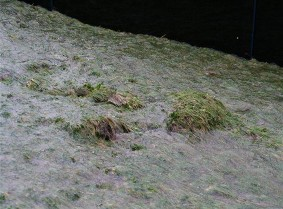 Foto van opbollend gras op een overstroom talud.