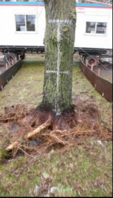 Foto van schade rond de voet van een boom.