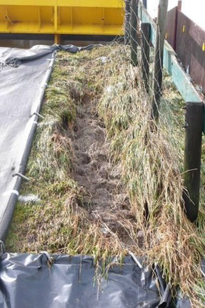 Foto van sponsachtige verhoging in het gras naast een hek.