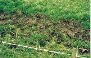 Foto van kapot getrapt gras.