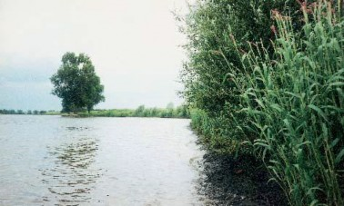 Foto van water met begroeiing langs de oever.